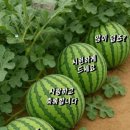 🍒카톡 인사글 - (1007) 이미지