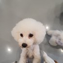 멍멍으르렁컹컹 부대찌개 이미지