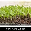 2025.1월 고추 재배 기술정보