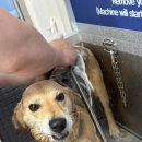 애견목욕탕 이미지