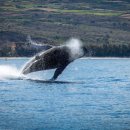 물뿜는 고래 이미지