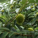 밤두둑농장 이미지