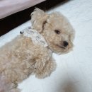 메트로24시응급동물병원