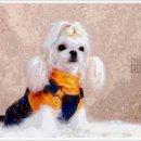 부산강아지분양 알프펫 이미지