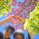 (주)코리아세븐태안점 | 태안세계튤립꽃박람회 태안 가볼 만한 곳 절친과 떠난 태안 튤립 축제