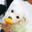 HMC펫케어 이미지