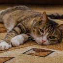 24시청주나음동물메디컬 이미지