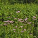 횡성(강릉) 이미지