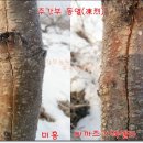 내압농원 네이버블로그