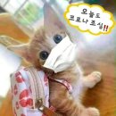 후무