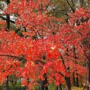 양재근린공원 이미지