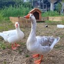 성동부화장 이미지