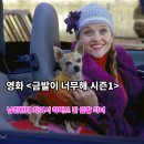 금발이 너무해 시즌1 영화 배우 줄거리 결말 명대사 평점