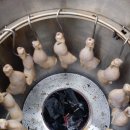 꼬꼬네농장 이미지