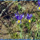 아이리스 이미지