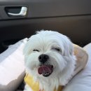 멍멍아 미용하러 가자 이미지