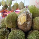 열대 과일의 왕 두리안(Durian) 이미지