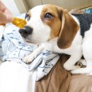 더 도도하개 이미지