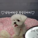 뽀송뽀송강아지미용실 이미지