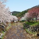 충남 청양 장곡사 벚꽃 길 이미지