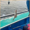 고성장인호배낚시체험