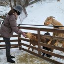 청성목장 이미지