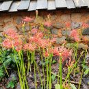 영광 불갑사 상사화(꽃무릇) 이미지