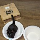 제이디 인터내셔날 | 고양이 스크래쳐와 인테리어를 한 번에! 고로고로 보울 스크래처