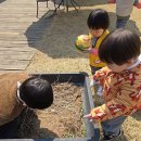 킹콩이농장 이미지