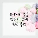풍동라파엘 동물병원 | 연수구동물병원 고양이 수분 섭취 비밀 탐구!
