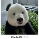 판다 이미지