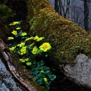 천상의 보금자리 이미지