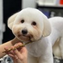 그루밍독 연구소 이미지