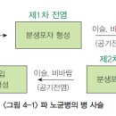 파 - 병해(질병) 노균병(露菌病) 이미지