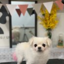 트리멍마마 이미지