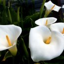 릴리플라워 이미지