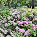 수국칼국수 이미지