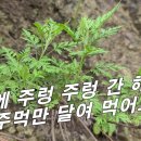 [인진쑥, 더위지기] 간 해독제 나무에 주렁 주렁 한 줌만 달여 먹어도 죽어가는 간 살린다. 이미지