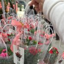 (주) 트루에버 | [코스트코 청라점]5월 어버이날·스승의날 선물 리스트: 카네이션, 영양제 할인 및 추천상품!