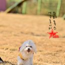 예삐