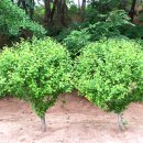 신양테마파크 이미지