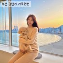 어반하우스펜트 | [공지] 부산 광안리 가족 펜션 단체로 오기 좋은 어반하우스 펜트 후기 (feat. 애견동반)