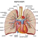 인체의 구조 - 호흡계 이미지