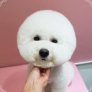 펫디자이너 시나 이미지