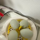 계란집 | 아이랑 계란 부화기 사용 후기｜집에서 병아리 3마리 부화 성공