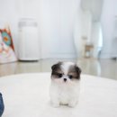 스타일독앤캣 강아지고양이 경기광주점 | 경기광주펫샵 신중한 선택