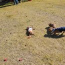 하늘켄넬 | 남양주 켄넬 홈커밍데이 후기🐾 맑은 가을 하늘 아래 닥스훈트와 토이푸들의 행복한 하루