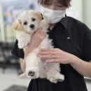 달리애견 이미지