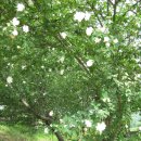 외암마을 접수기 7탄! (이보다 더 좋을 순 없다) 이미지