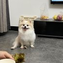 부리나케밥 이미지